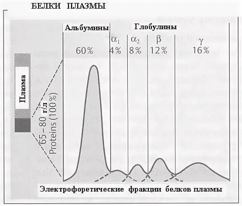 Белки плазмы крови таблица Картинки КАКОЙ БЕЛОК РАСТВОРЕННЫЙ В ПЛАЗМЕ