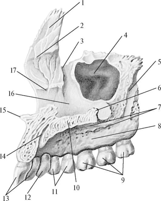 Кости лицевого отдела нижняя челюсть. Верхняя челюсть виды. Верхняя челюсть виды. Бугор верхней челюсти анатомия. Скуловой отросток верхней челюсти.