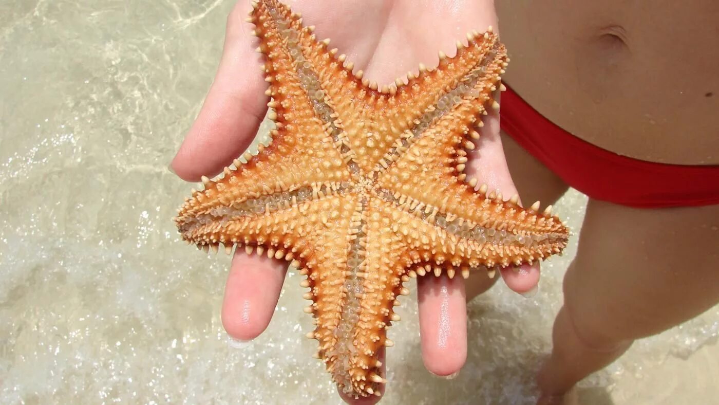 Можно ли есть морскую. Морские звезды Средиземного моря. Питание морских звезд. Морская звезда ест. Морская звезда питается.