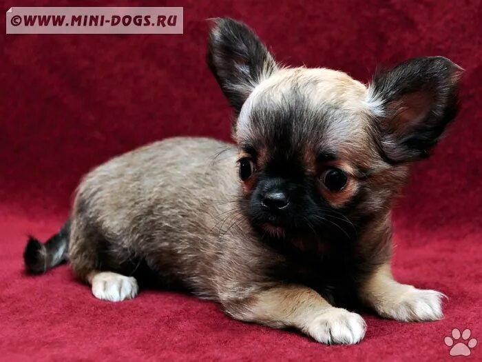 Мексиканский чихуахуа гладкошерстный. Чихуахуа мини щенок 1 месяц. Мини чихуахуа щенки 2 месяца. Чихуахуа мини 2 месяца. Чихуахуа мини 2 месяца.