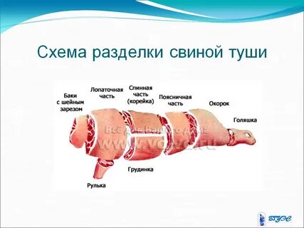 Схема поросенка