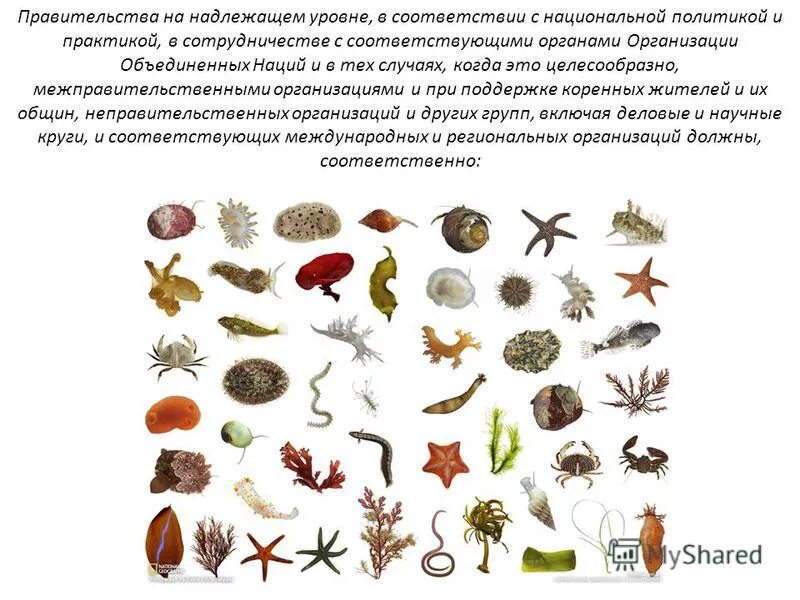 Пальчатое жилкование листьев. Свойства файла информатика 6 класс. Определите тип жилкования листа. Внес в соответствующие листы. Откройте файл описание.