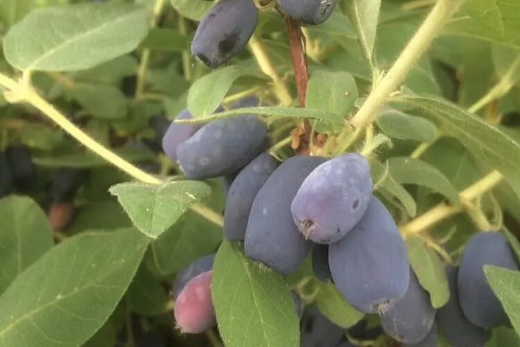 жимолость камчатская зойка. жимолость камчатская индиго джем. жимолость бореал бест. жимолость съедобная индиго джем. жимолость камчатская indigo gem.