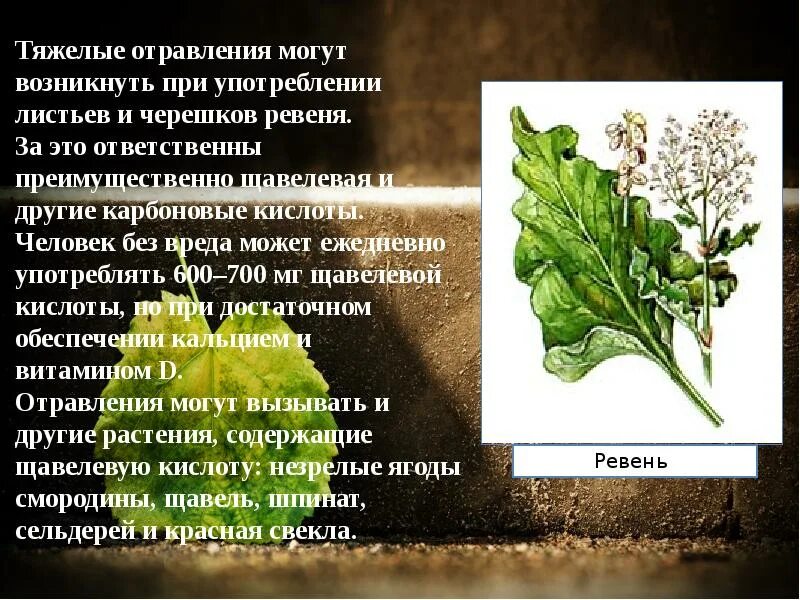 Какие листья употребляют в пищу