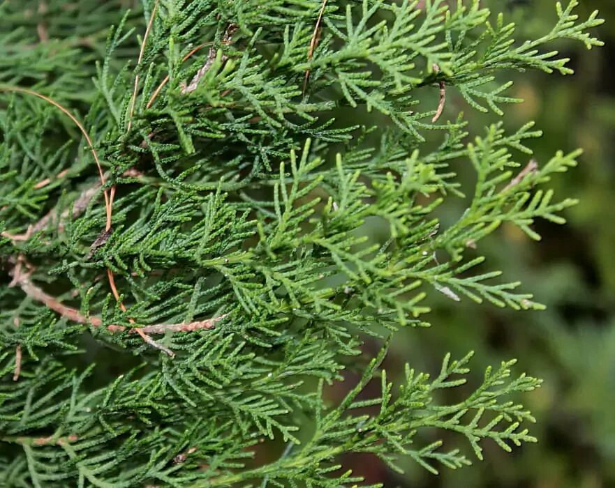 Кипарис вечнозеленый (Cupressus sempervirens). Кипарис - Cupressus. Кипарис гваделупский. Кипарис хвоя. Семейство хвойных