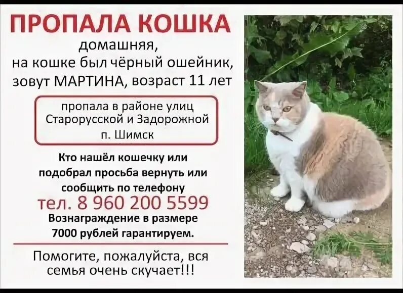 Пропал кот объявления. Пропал котенок объявление. Объявление о пропаже кота. Потерялся кот объявление. Как написать объявление кошка