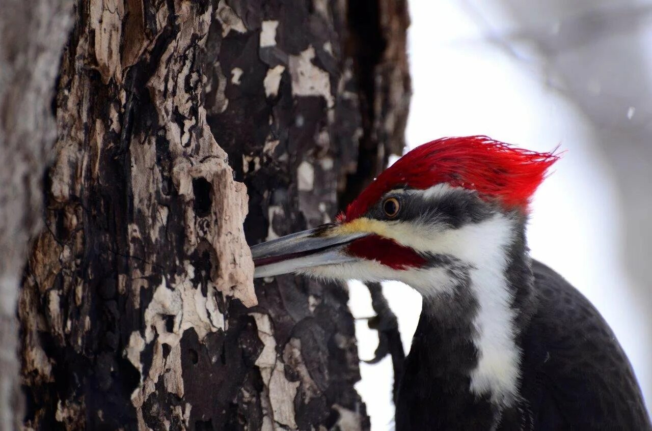 Пение дятла слушать. Дятел красноголовик. Белоклювый дятел. Woodpecker Bird. Американский Королевский дятел.