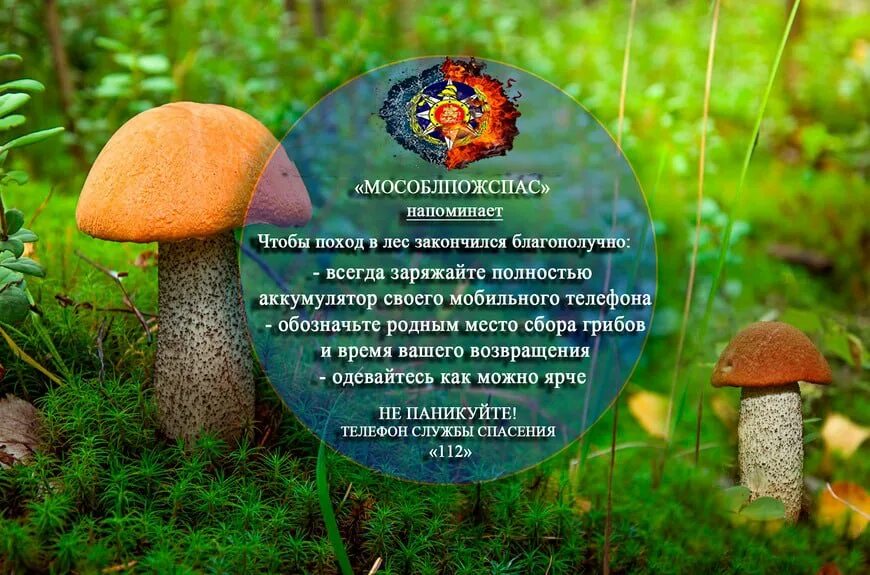 Смотрю лес кончился. Безопасность в лесу грибники. памятка грибникам в лесу. поход за грибами. походы собирать грибы.