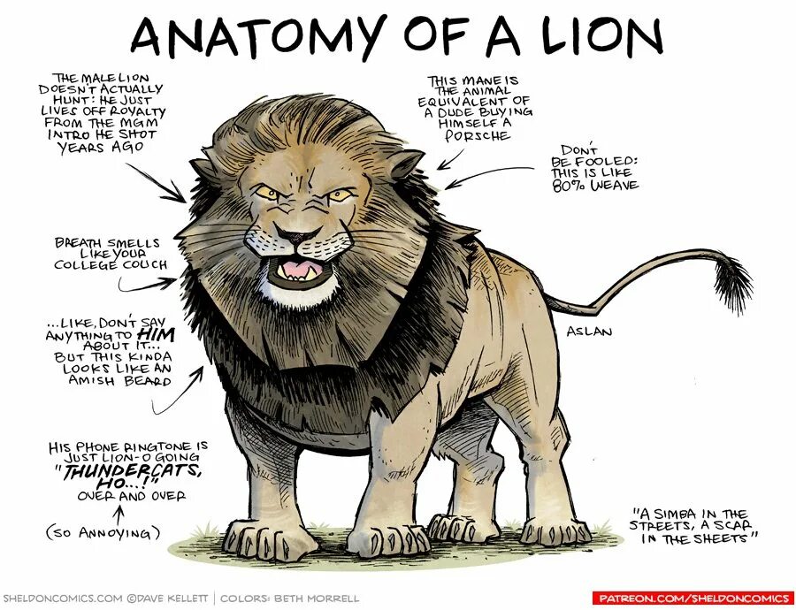 Как переводится лев. Lion Anatomy. Lion body. ОС Лев самец. Lion-o-Anatomy характеристики.