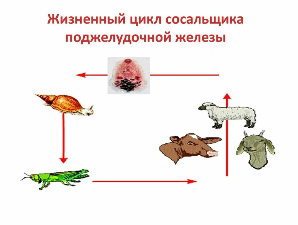 Сосальщик поджелудочной железы