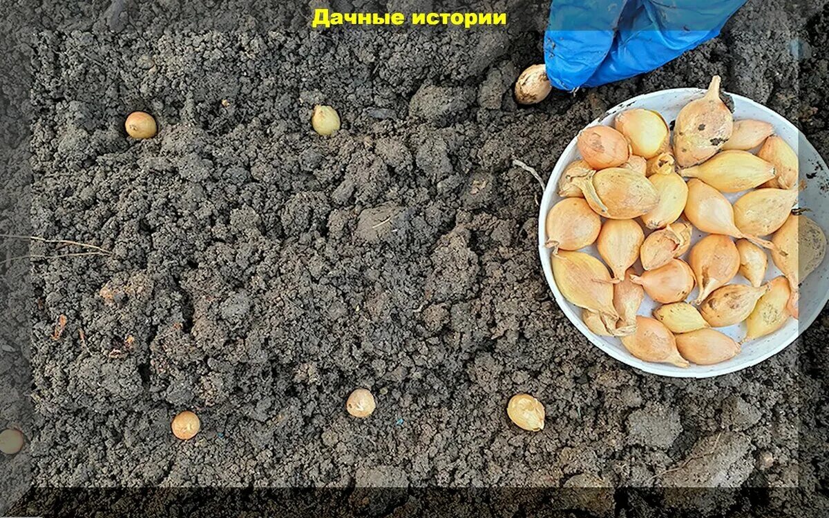 Когда сеять чернушку под зиму. Цветы которые сеют осенью под зиму.
