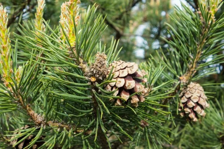 Обычная хвойная. Pinus Sylvestris сосна Лесная. Сосна обыкновенная Пинус. Сосна обыкновенная – Pinus Sylvestris шишки. Сосна обыкновенная Pinus Sylvestris l.