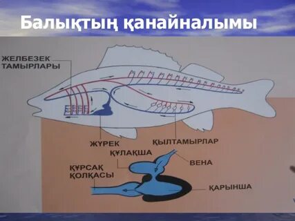 Аналым