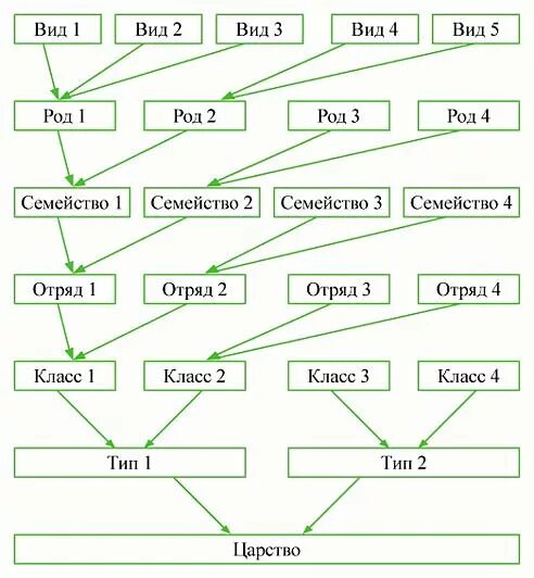 Это в первую очередь род. Схема класс Тип род. Царство животных Информатика. Составьте схему по следующему описанию. Типы животных объединяются в царство роды классы отряды.