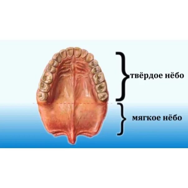 Твердое небо человека