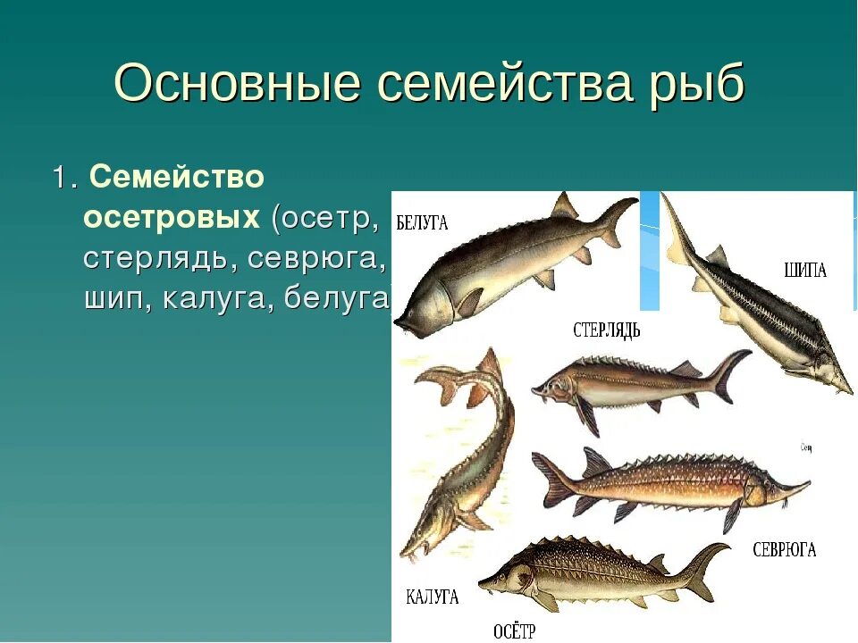 Осетровые и лососевые рыбы. Костные рыбы Осетрообразные. Рыба семейства осетровых. Название осетровых рыб. Осетровые породы рыб.