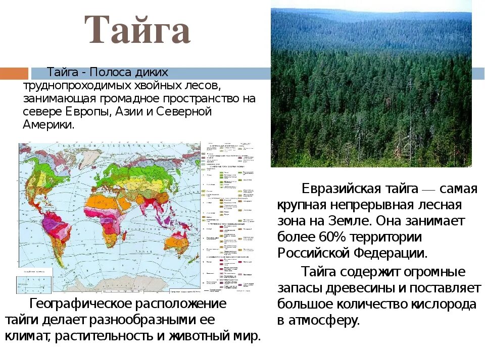 Где находится хвойный. Географическое положение тайги. Географическое положение тайги в России на карте. Природная зона Тайга географическое положение. Расположение зоны тайги.