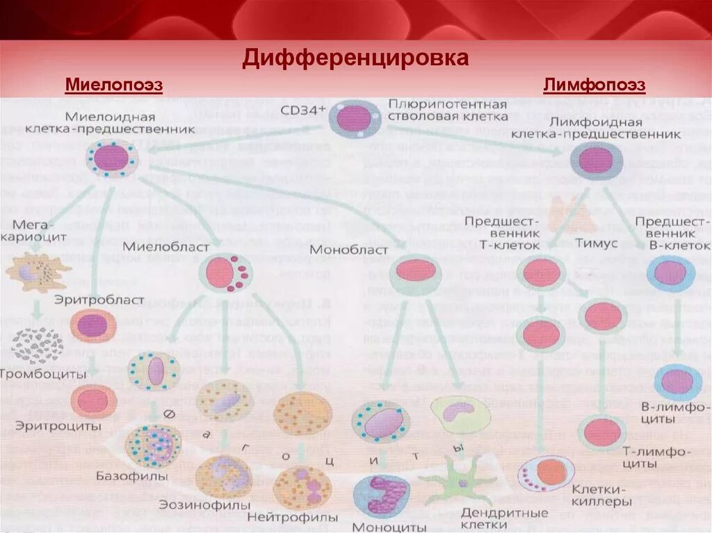 Миелопоэз дифференцировка. Клетки предшественники лимфопоэза. Дифференцировка клеток. Дифференцировка СКК.