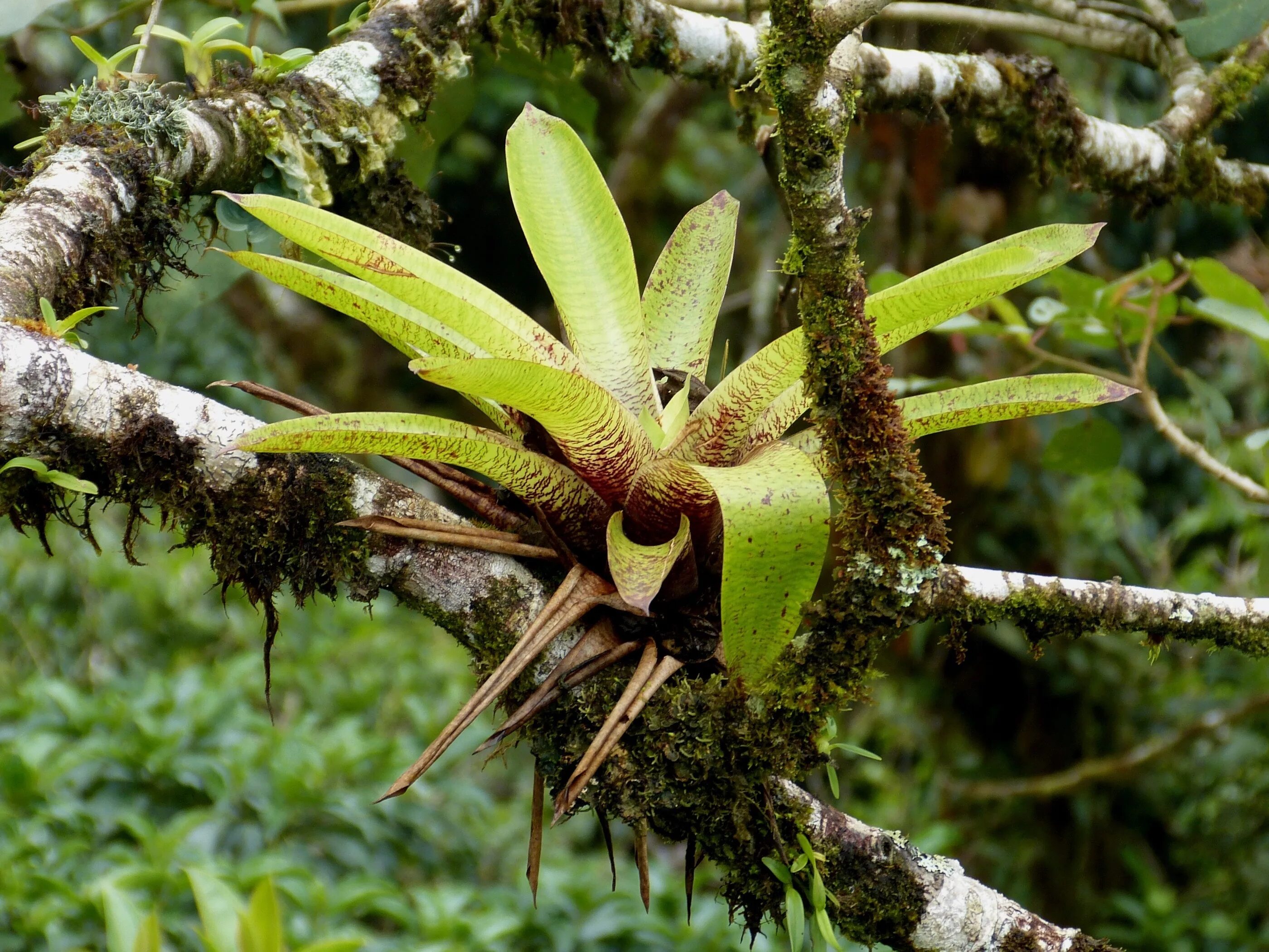 Виды эпифитов. Эпифиты Южной Америки. Эпифиты Bromeliad. Эпифиты тропического леса. Эпифиты водоросли.