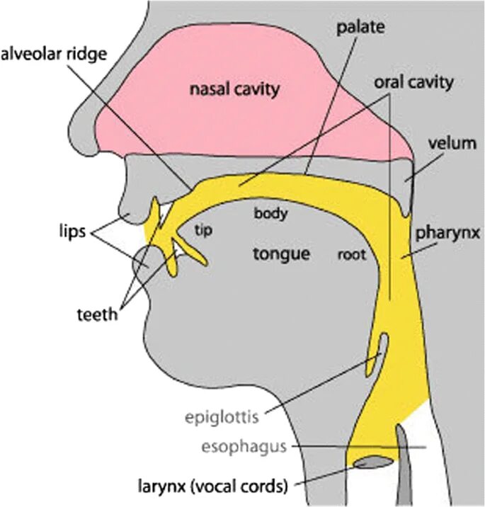 Passive organs of speech. Органы речи на английском. фонетика органы речи английская. активные органы речи на английском. organs of speech.
