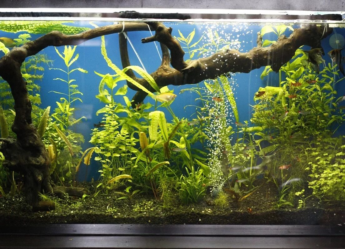 Аквариум. Коряга для аквариума. Растения для аквариума. Красивые аквариумы с корягами.