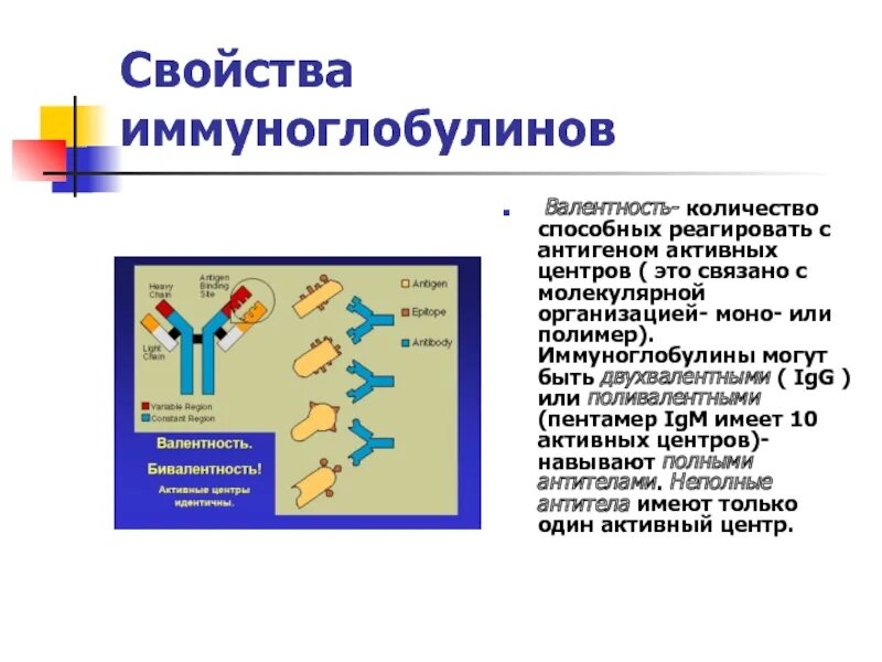 Валентность иммуноглобулинов. Низкоаффинные иммуноглобулины. Характеристика иммуноглобулинов.