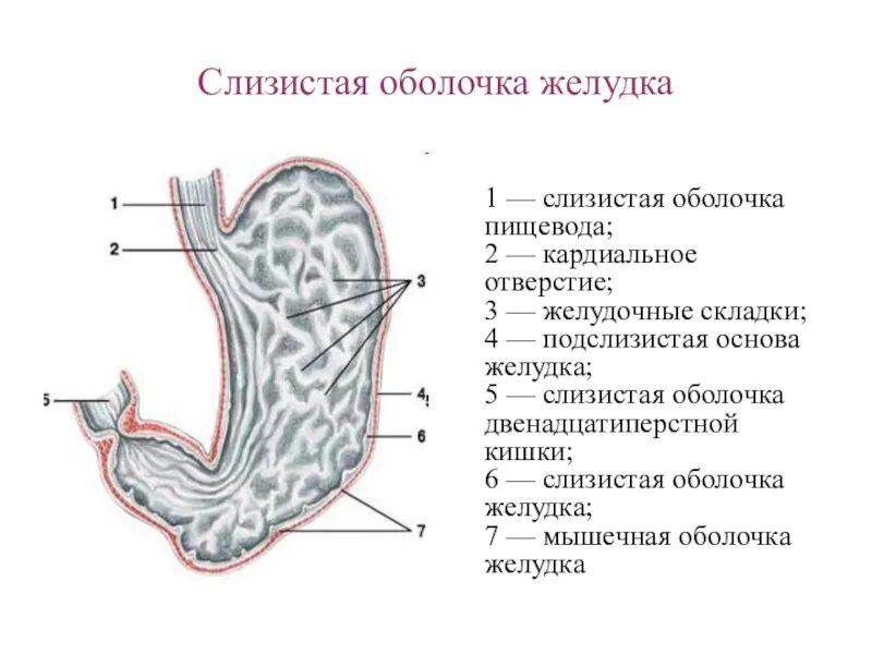 Слизистая подслизистая оболочки желудка. Слизистая оболочка с подслизистой основой желудка. Складки слизистой оболочки желудка.