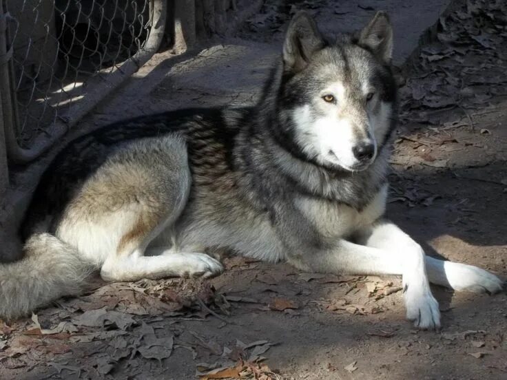 Wolf/Wolfdog Misrepresentation (big post) NeoGAF