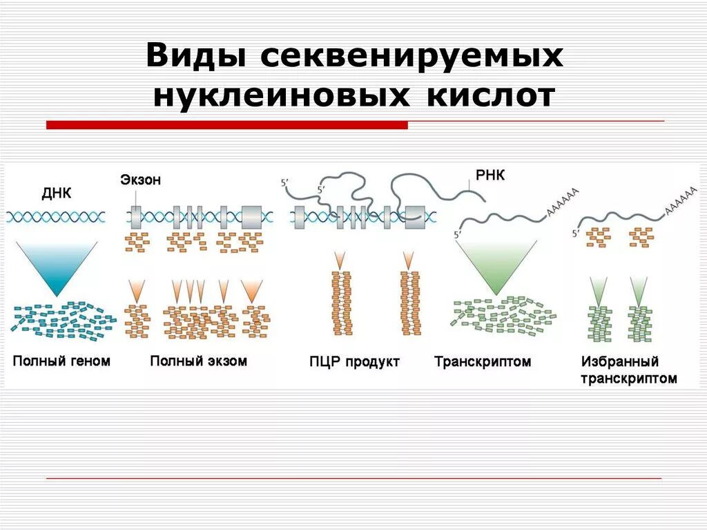 Метод секвенирования днк. Секвенирование ДНК этапы. Секвенирование метод генетики. Секвенирование нуклеиновых кислот.