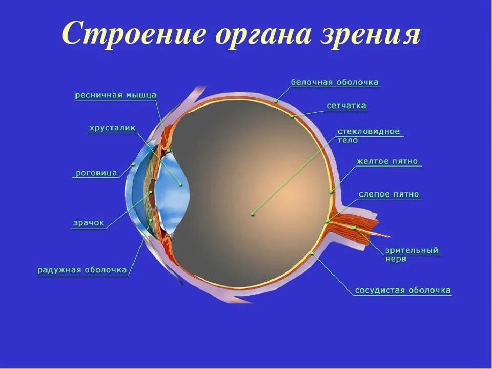 Анатомические структуры органа зрения анатомия. Зрительный анализатор строение глаза таблица. Строение глаза: анатомия зрительного механизма. Строение и функция органа зрения (отделы, оболочки).