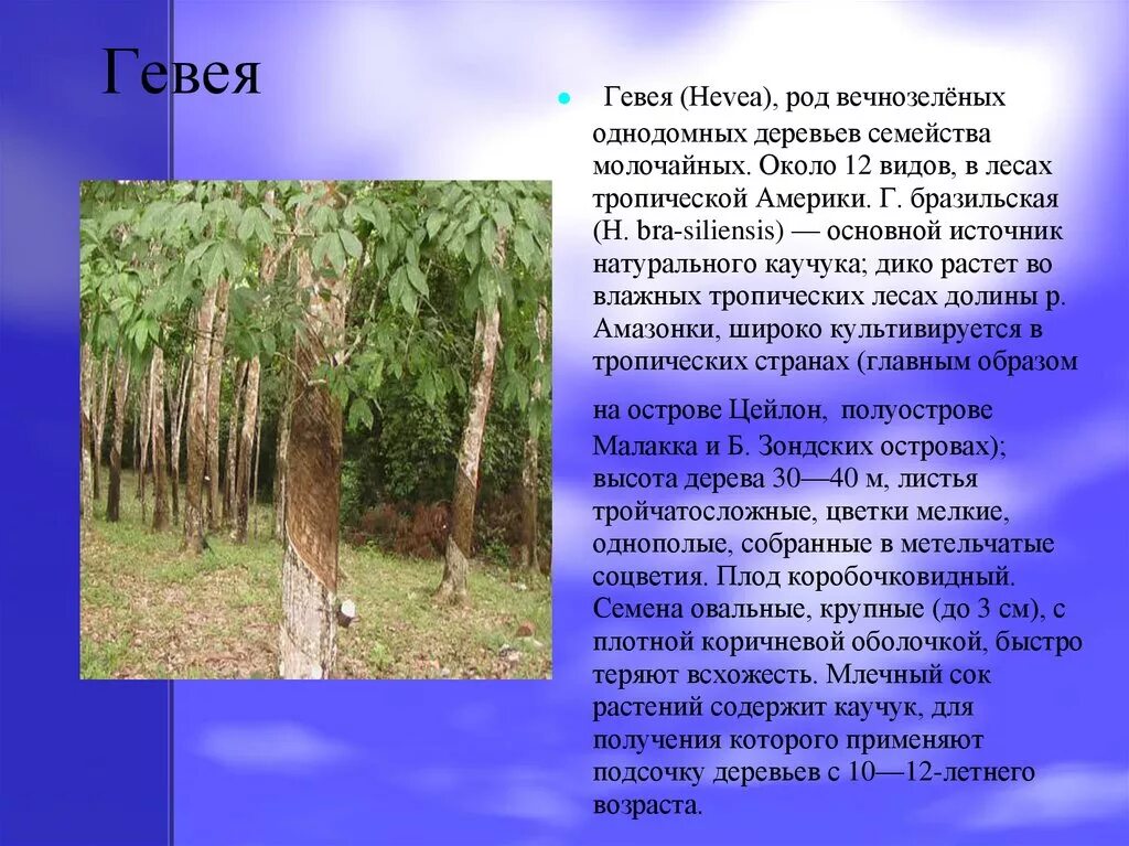 Каучук районы выращивания. Дерево каучуконос гевея. Гевея Южная Америка. Каучуковое дерево Южной Америки. Каучуконосная гевея Южная Америка.