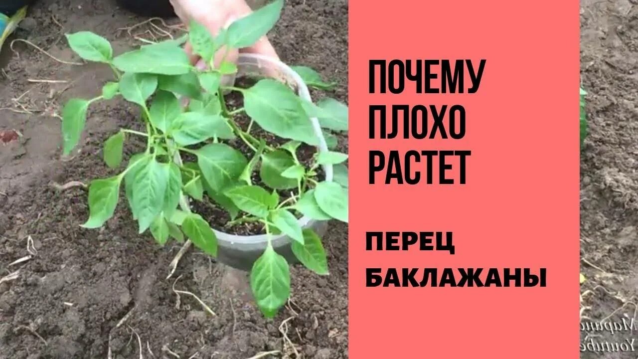 Рассада перца плохо растет. Плохая рассада перцев. Рассада перца не растет что делать. Почему не растет перец.