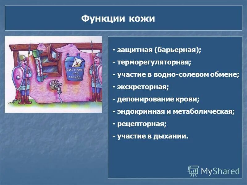 Выполняет терморегуляторную функцию. Защитная функция кожи человека. Барьерная и защитная функции кожи. Терморегуляторная функция кожи. Экскреторная функция кожи.