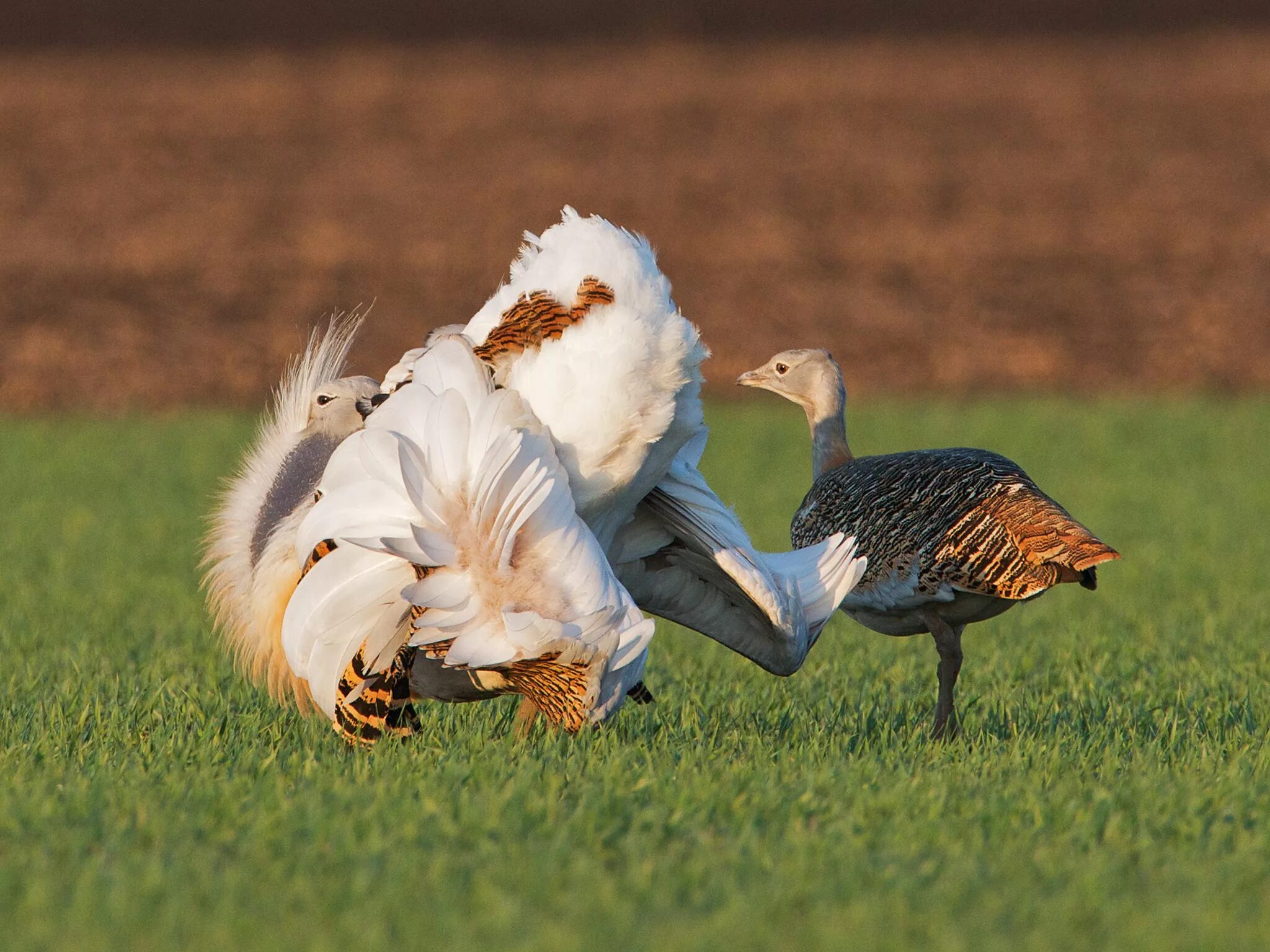 Bustard - Дрофа. Дрофа Дудак. Дрофа птица самец. Дрофа птица самец самец и самка. Доминирование птицы