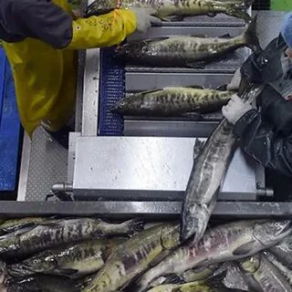 Рыбный закрыл