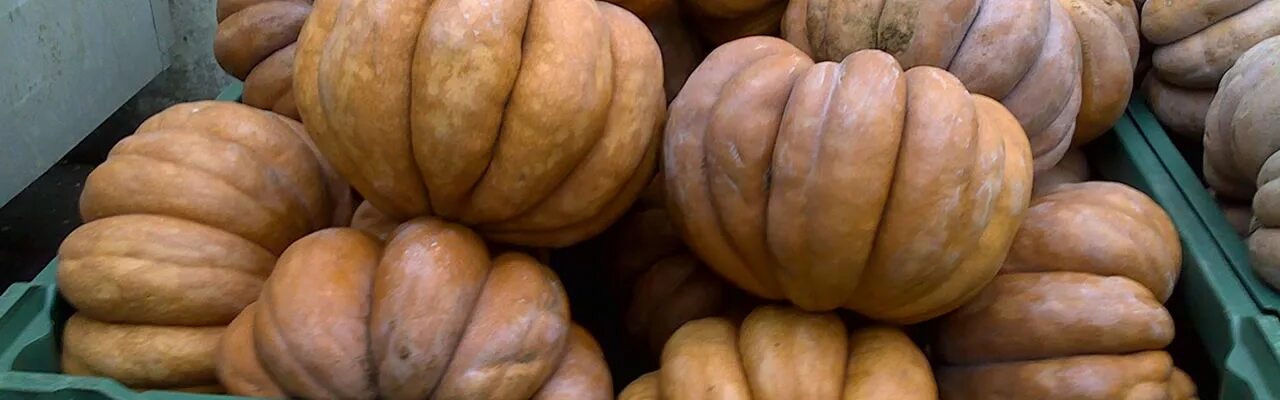 Тыква лунга пиена ди наполи. Тыква лунга ди наполи фото. Тыква сады россии лунга ди наполи. Лунга ди наполи семена. Тыква неаполь лонг.