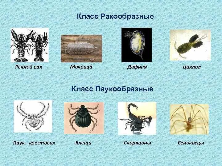 А морфозы беспозвоночных. Класс ракообразные дафнии. Основные ароморфозы насекомых. Ароморфозы беспозвоночных. Тест паукообразные 7 класс