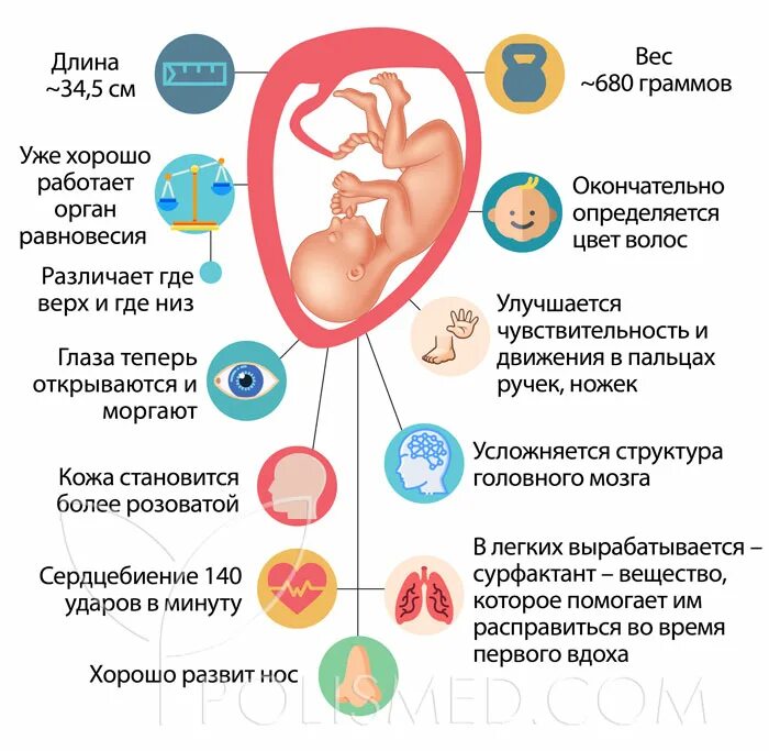 Плод на 25 неделе беременности. Расположение ребенка на 25 неделе. Ребёнок на 25 неделе беременности. Размер ребенка на 25 неделе. Температура на 25 неделе