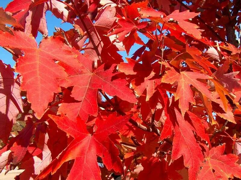 Дерево с красными листьями название. Клен красный Acer rubrum. Клен Фримана autumn Blaze. Клён Фримана джеферсред. Клен красный клён красный (Ácer rúbrum).