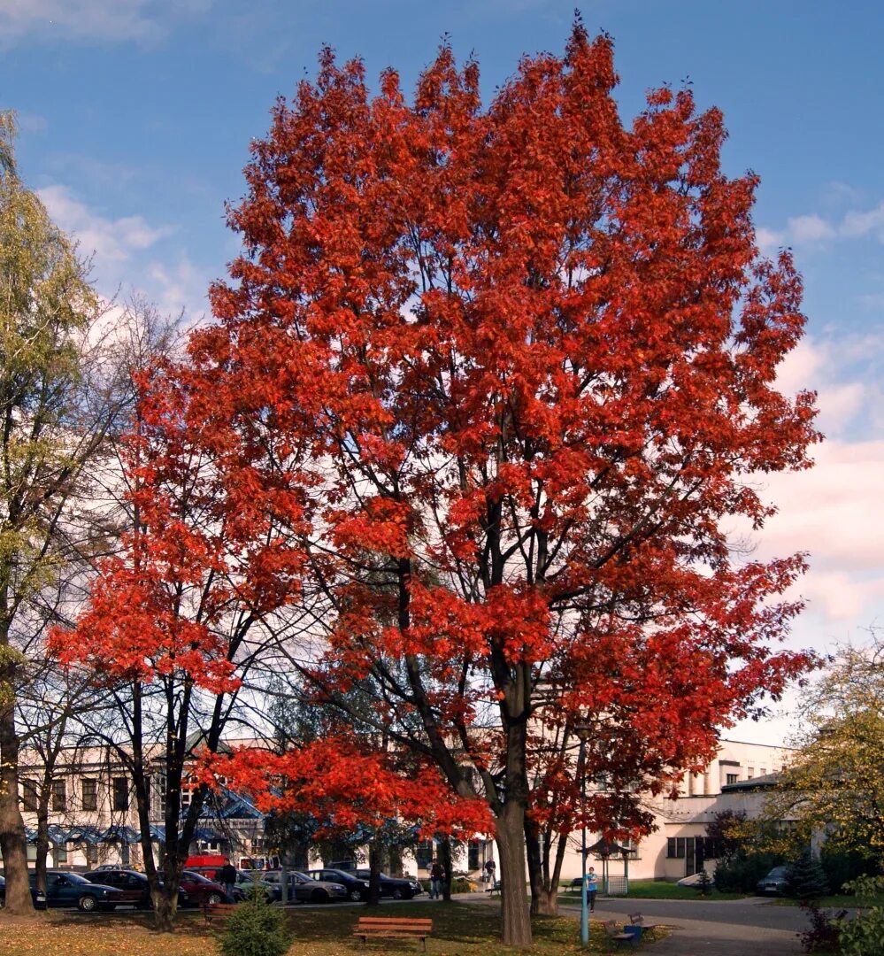 Красные деревья названия и фото. Дуб красный Quercus rubra. Канадский остролистный дуб. Дуб красный, Северный Quercus rubra. Дуб красный (канадский, остролистный).