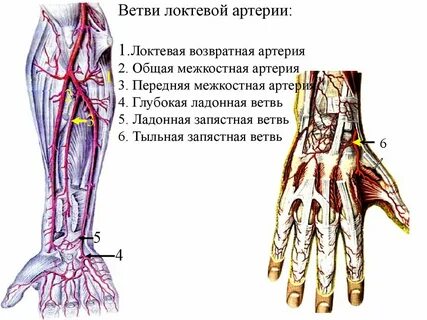 Лучевая и локтевая артерия