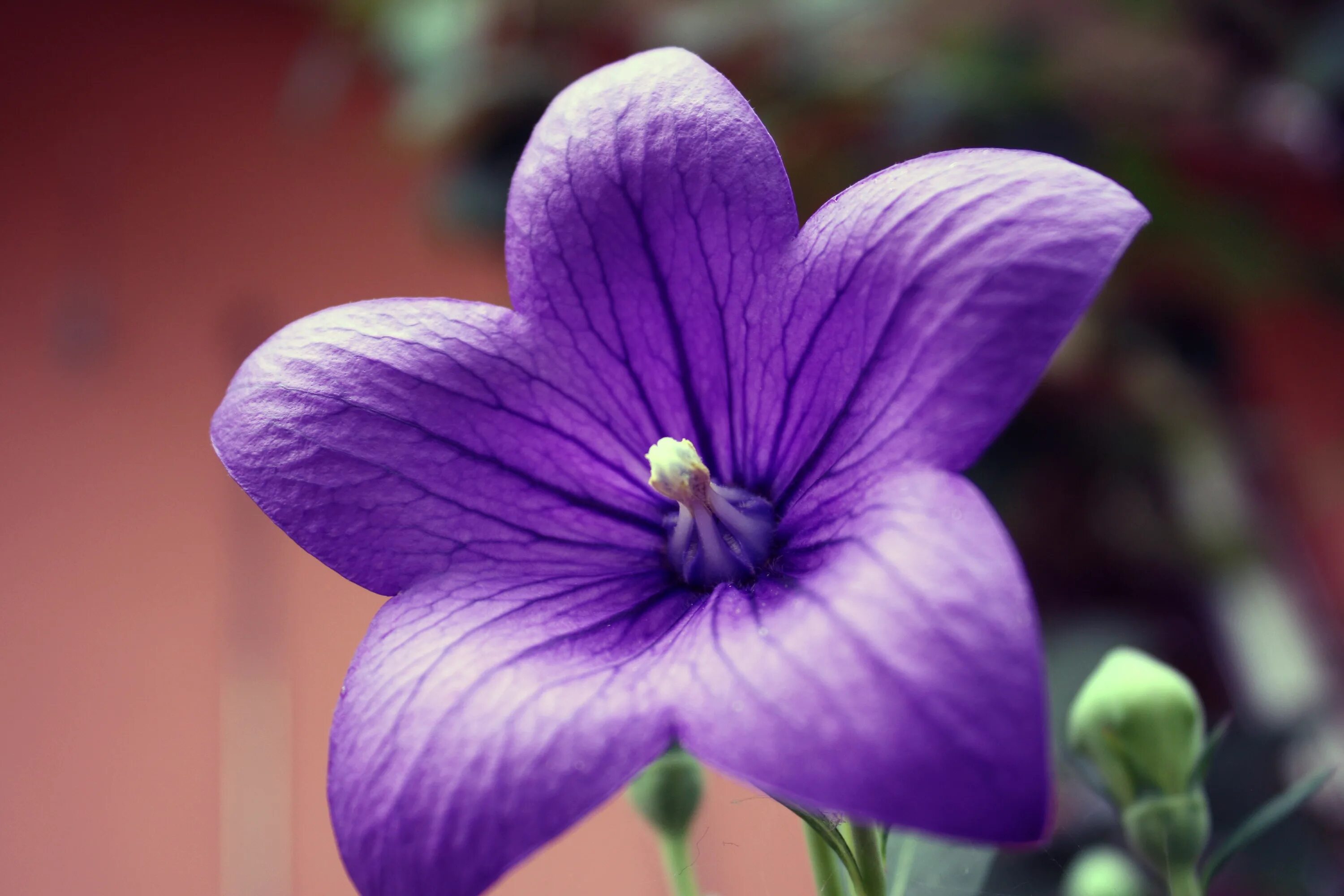 Тилландсии эпифиты. Воздушный цветок тилландсия. Balloon flower flower. Воздушный цветок растение. Воздушное растение тилландсия.