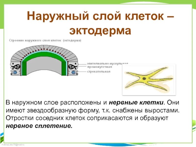 Состоят из 1 слоя клеток. Строение нервной клетки эктодермы. Наружный слой клеток. Эктодерма наружный слой. Наружный слой клеток эктодерма.