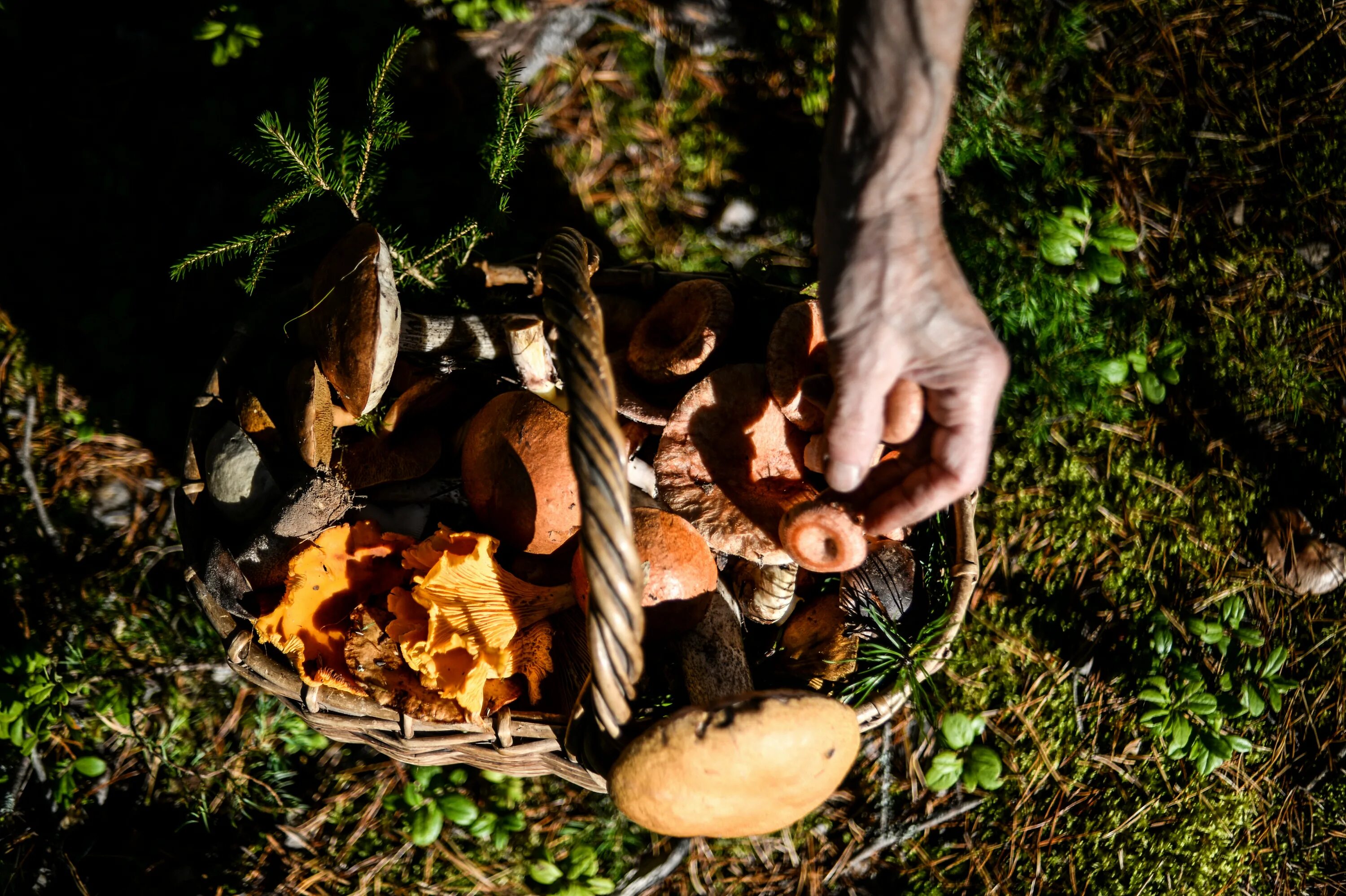Грибы в лесу. Что за гриб. Грибные места. Когда собирают грибы в лесу. Когда собирают грибы в лесу.