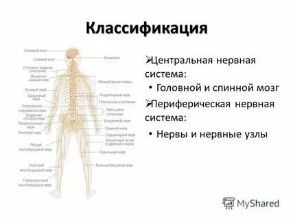 Нервные спинные узлы и нервные ганглии