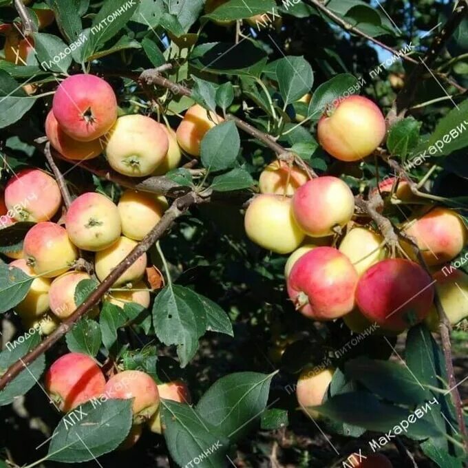 Яблоня ренет кичунова. Яблоня исеть. Яблоня исетское позднее. Яблоня исетская налив полукарлик. Яблоня исеть белая.