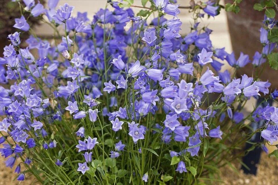 Колокольчики цветение. Колокольчик ложечницелистный (Campanula cochleariifolia). Колокольчик Кампанула многолетний. Колокольчик ложечницелистный Jingle Blue.