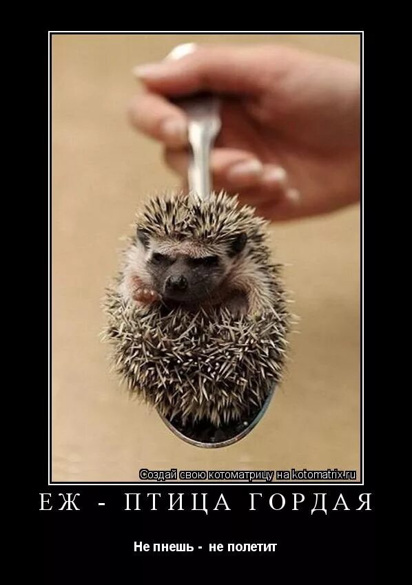 Ёж птица гордая пока. Уставший ежик. Птица гордая пока не пнешь не полетит. Ёжик - птица гордая. Птица - гордая, не пнёшь, не полети.