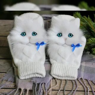 Кот варежка