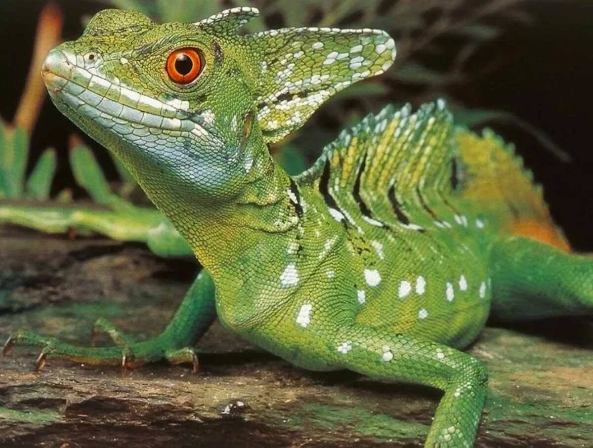 Василиск ящерица. Зеленый василиск ящерица. Василиск шлемоносный. Шлемоносная ящерица. Василиск ящерица.